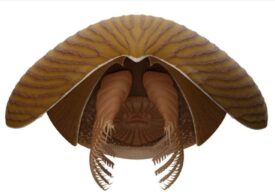 Fosila unei creaturi din Cambrian care nu seamănă cu nimic din ce se știe a fost descoperită în Canada