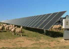 O idee promițătoare: Ce se întâmplă când oile pasc sub panouri solare